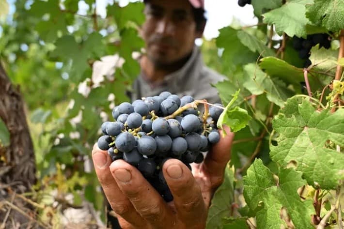Chile produce casi 950 millones de litros de vino y marca un nuevo desafío competitivo para Argentina