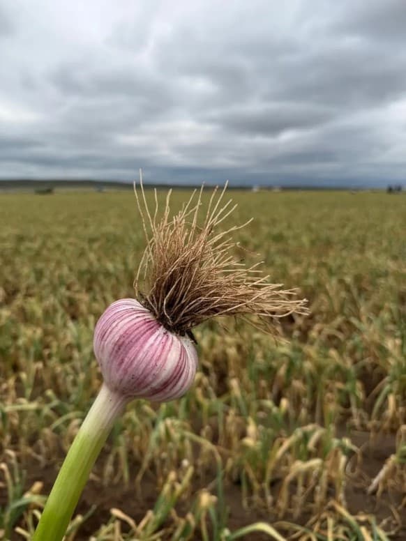 El “canuto” de ajo, de residuo del cultivo a posible fuente de ingresos para la industria farmacéutica