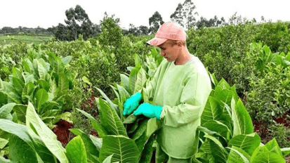 El reclamo de los tabacaleros misioneros por $24.000 millones del Fondo Especial del Tabaco