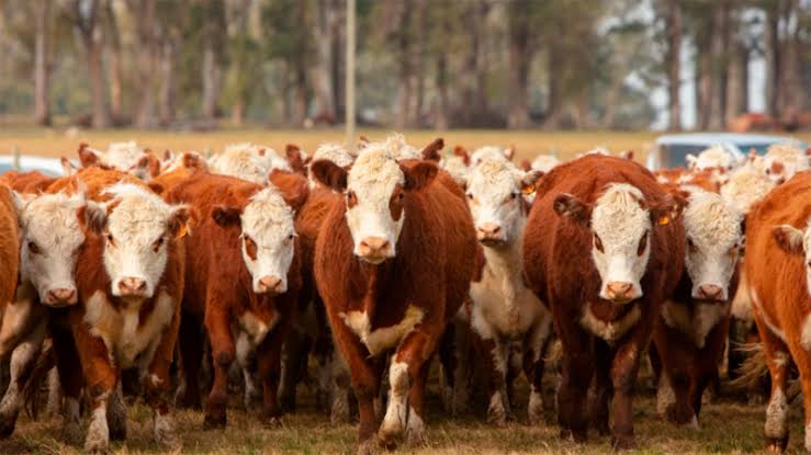 Ganadería: producir novillos más pesados sin perder eficiencia es el nuevo desafío para el sector