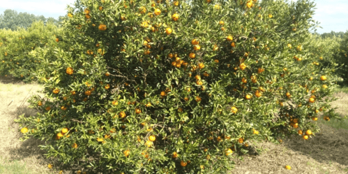 La sobreproducción de mandarinas pone en jaque a la citricultura de Entre Ríos
